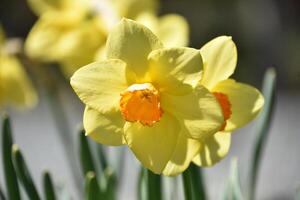 Two Toned Flowering Daffodils Blooming in the Spring Time photo