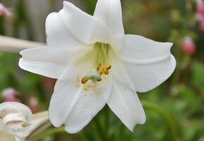 Gorgeous Flowering White Trumpet Lily in Bloom photo