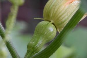 Butternut Squash Growing on a Vine in a Veggie Garden photo