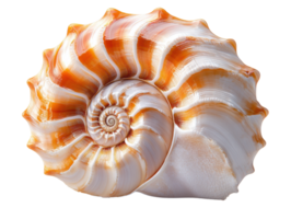 beautiful nautilus shell with intricate spiral patterns and vibrant colors png