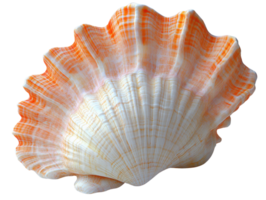 White scallop shell with intricate patterns and textures png