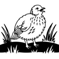Quail in natural habitat decorative line art of bird on grass vector