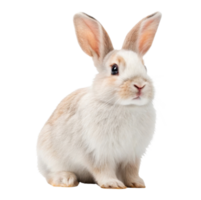 Fluffy rabbit with long ears sitting gracefully on transparency background png