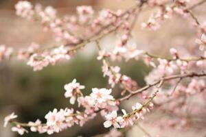 Cherry blossoms bloom under soft sunlight in a tranquil garden setting, showcasing delicate pink petals against a serene backdrop of greenery photo