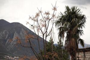 Tall palm trees and leafless branches contrast against a cloudy mountainous backdrop during the late afternoon in a serene landscape of Montenegro photo