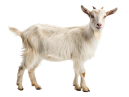cute white goat standing on transparency background, showcasing its fluffy fur and curious expression png