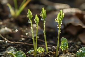 New seedlings growing from dark soil with dew drops photo