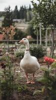 A white duck standing in a garden surrounded by flowers photo