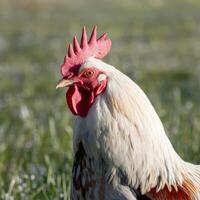 A rooster with a red comb stands in a field photo
