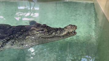 A crocodile is swimming in a pool. The water is clear and calm video