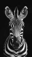 Striking close-up of a zebra with detailed black and white stripes against a dark background photo