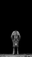 Zebra standing still against a black background showcasing its distinct stripes in an artistic manner photo