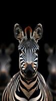 Striking close-up of a zebra against a dark background featuring multiple zebras in the distance photo