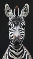 Striking close-up of a zebra showcasing its unique black and white stripes against a dark background photo