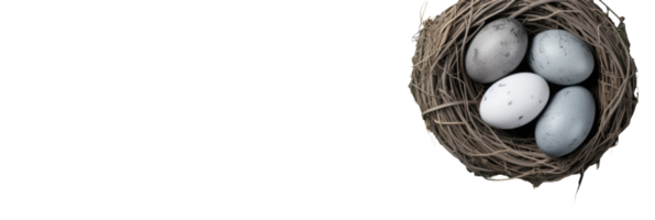 A bird nest with three eggs in it png