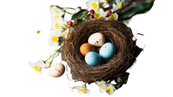 Easter eggs in a nest with flowers on black background png