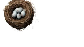 A bird's nest with four eggs in it png