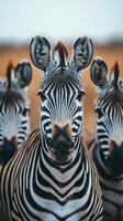 Zebra herd standing closely together in the savannah during twilight with a soft, blurred background photo