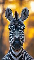Majestic zebra stands proud against a warm sunset, showcasing striking black and white stripes in its natural habitat photo