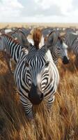 Zebras grazing in golden grasslands during a sunny afternoon in the African savanna photo