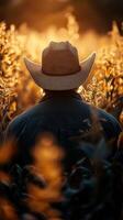 Farmer overlooking a golden cornfield during sunset creating a serene rural atmosphere photo