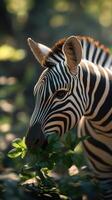 Zebra grazing on green foliage in a blurred natural habitat during golden hour sunlight photo