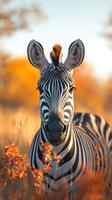 Close-up view of a zebra in golden grass during sunset highlighting its striking black and white stripes photo