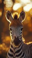 Young zebra stands gracefully in warm golden light during a quiet moment in the natural habitat photo