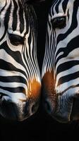 Close encounter of two zebras sharing a moment in the wild during sunset in a natural setting photo