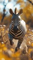 Zebra runs through a field of golden grass during a sunny afternoon in the savannah photo