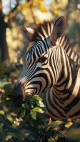 Zebra munching on leaves in lush green forest during golden hour light in a tranquil natural habitat photo