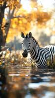 Zebra wades through shallow water in a golden autumn landscape at sunset photo
