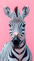 Striking black and white zebra poses against a vibrant pink background at a wildlife habitat photo