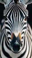Striking close-up of a zebra displaying bold black and white stripes in natural habitat photo