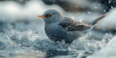 Bird bathing in a gentle stream during early morning hours in a serene natural setting photo