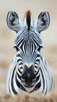 Close-up view of a zebra in the wild during daytime highlighting its striking black and white stripes against a blurred background photo