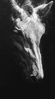 Abstract black and white image of a horse with zebra patterns blending into a dark background during twilight photo