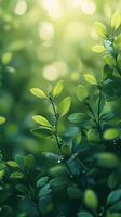 Lush green leaves glistening in soft sunlight create a tranquil atmosphere in a serene garden setting photo