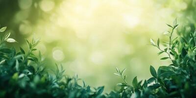 Lush green foliage captures sunlight in a serene outdoor setting during a tranquil summer morning photo