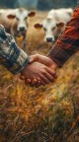Two hands clasped together in a field with cows grazing in the background during a warm autumn afternoon photo