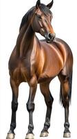 Majestic brown horse standing tall against a white background showcasing strength and grace in motion photo