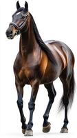 Majestic brown horse walking confidently in a well-lit indoor setting showcasing its powerful physique and graceful movement photo