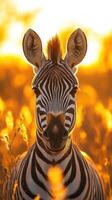 Majestic zebra stands amid golden grass during sunset in a serene wildlife habitat photo