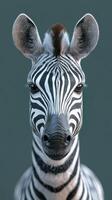 Striking close-up of a zebra with distinct black and white stripes showcasing its expressive eyes in a neutral background photo