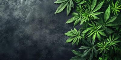 Green cannabis leaves arranged against a dark textured background for a natural and calming effect photo