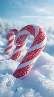 Candy canes partially buried in fluffy snow during a bright winter day in a festive landscape photo