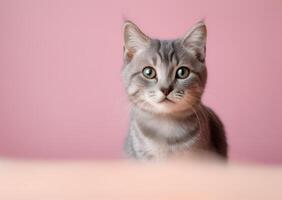 Adorable Gray Tabby Kitten Posing Against a Pink Background Studio Shot photo