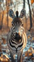 Zebra stands calmly in autumn forest with golden leaves and soft sunlight filtering through trees photo