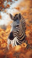Zebra among vibrant orange flowers in a sunny landscape during autumn photo