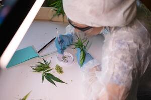 A scientist is analyzing cannabis samples in a controlled laboratory environment photo